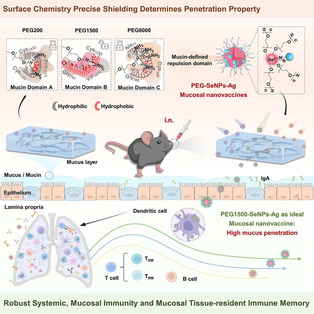 图1表面化学精准调控赋能通用型纳米硒疫苗诱发强效黏膜免疫