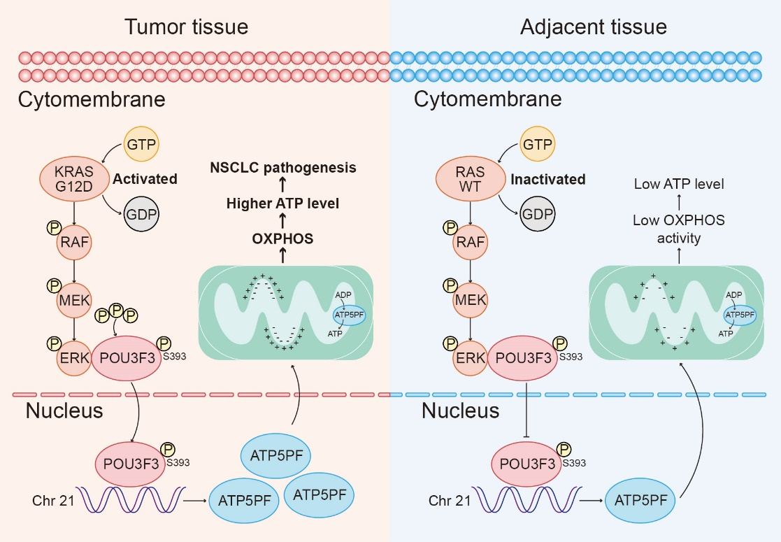 POU3F3通过促进OXPHOS和ATP的产生,进而促进NSCLC进展,并上调了ATP5PF的转录的机制示意图 配图2